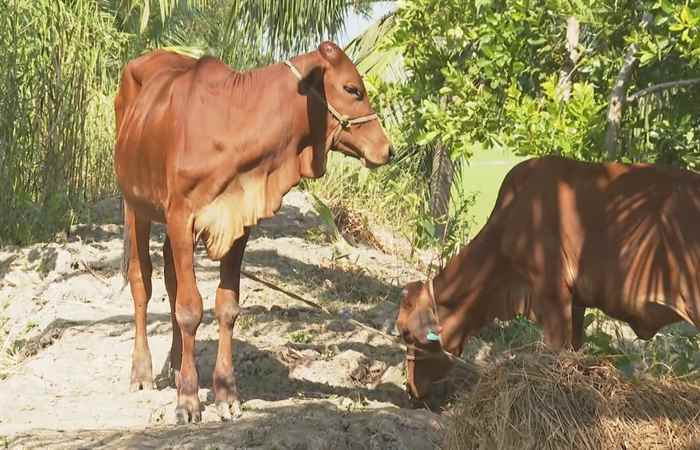 Châu Thành: Dự án hỗ trợ bò đã tạo đà cho hộ nghèo vươn lên trong cuộc sống